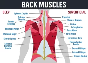 Back muscle anatomy 