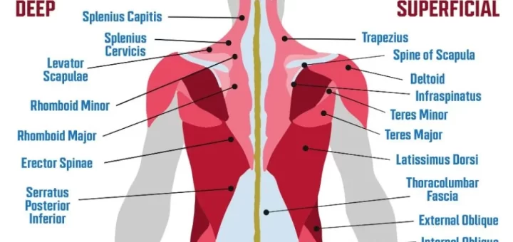 Back muscle anatomy