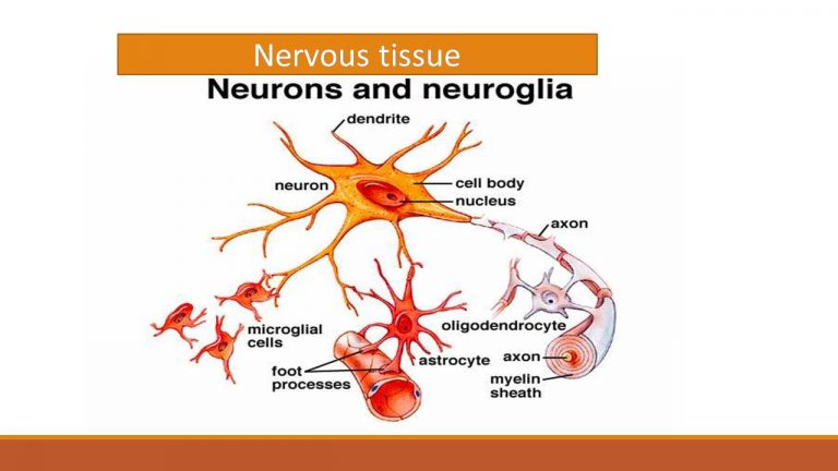 Nervous tissues function; structure; types of Neurons & Nervous fibers