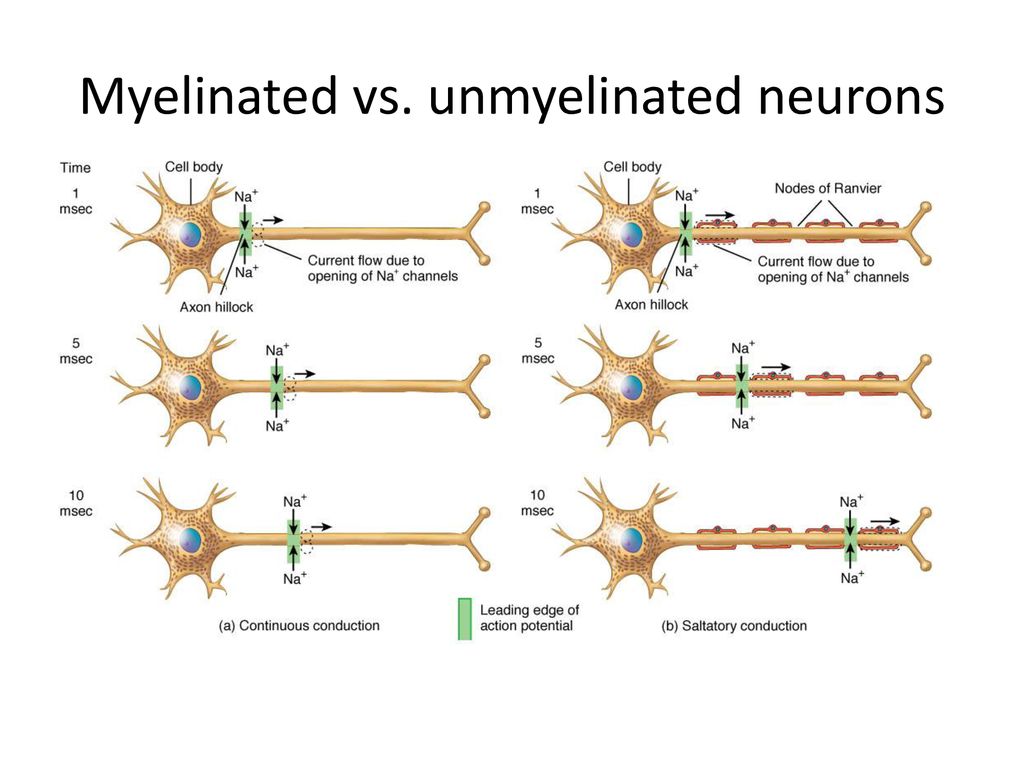 Properties Of Nerves Excitability Directions Of Conduction In The 