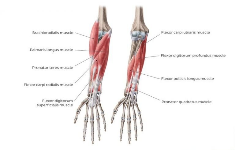 Flexors of forearm, Forearm muscles, structure, function & anatomy ...