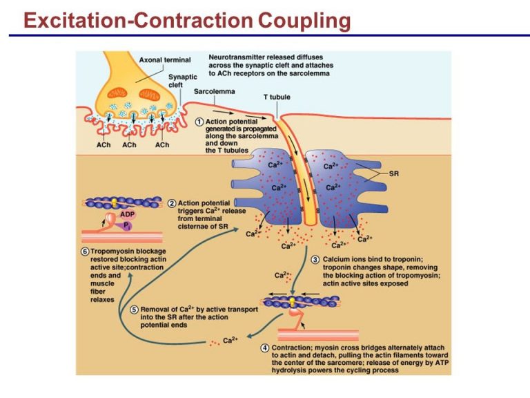 Contraction