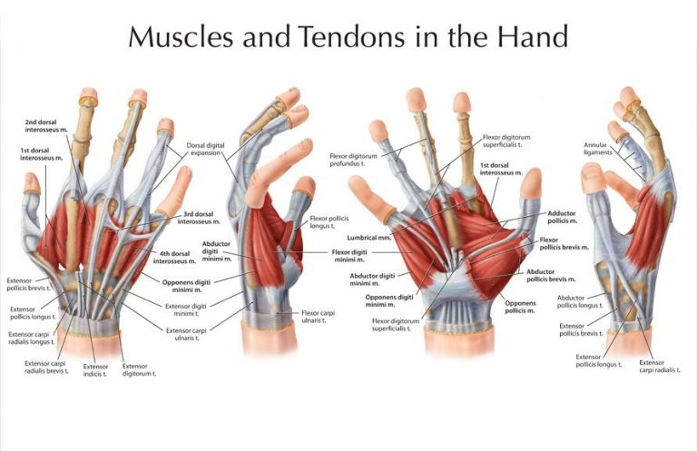 Hands Muscles Science Online