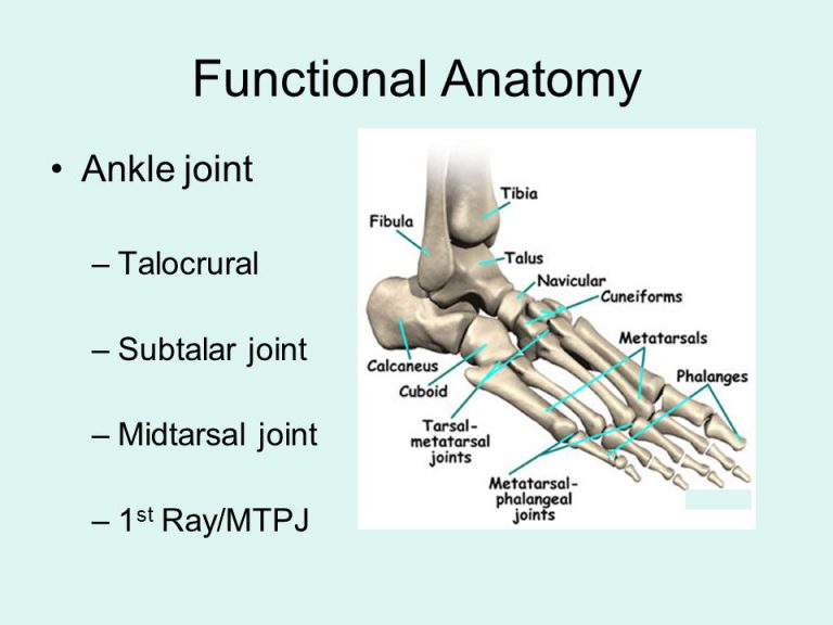 Ankle joint structure, ligaments & function, Arches of the foot, High