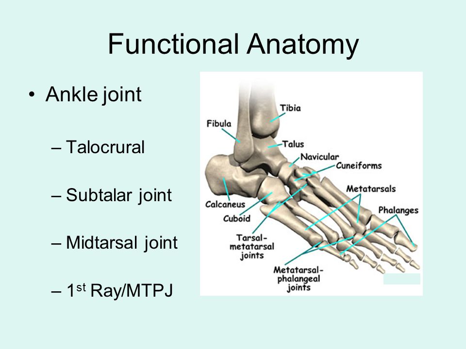 Ankle Joint Structure Ligaments And Function Arches Of The Foot High