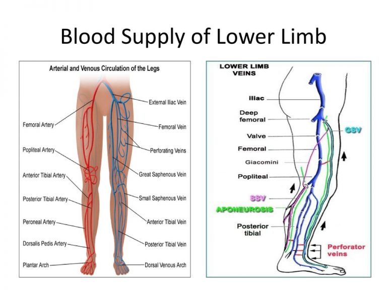 solution-flow-chart-of-lower-limb-nerves-studypool