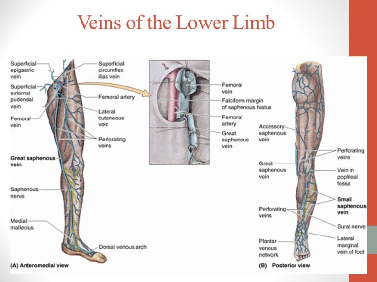 Arteries of leg and foot, Veins & Lymphatics of the lower limb ...