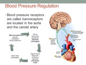 cardiovascular regulation regulatory mechanisms receptors atrial