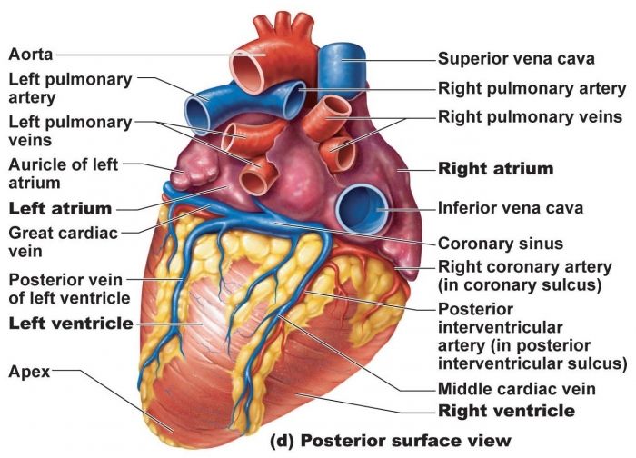 download structure of heart for free