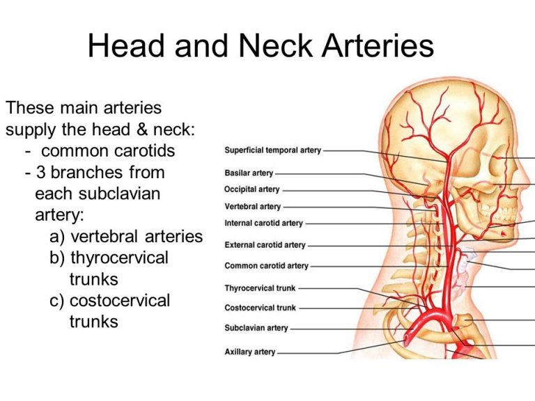 Anatomy of the circulatory system, Vascular system, Arteries of head ...