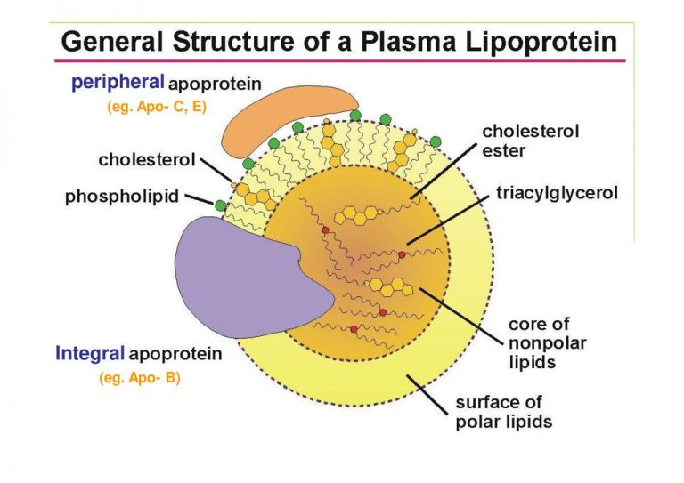 Lipoproteins, Metabolism Of Chylomicrons, Plasma Cholesterol ...