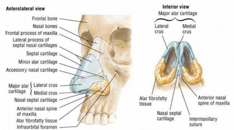 Anatomy Of Nose, Function Of Para-nasal Air Sinuses And Sphenopalatine ...