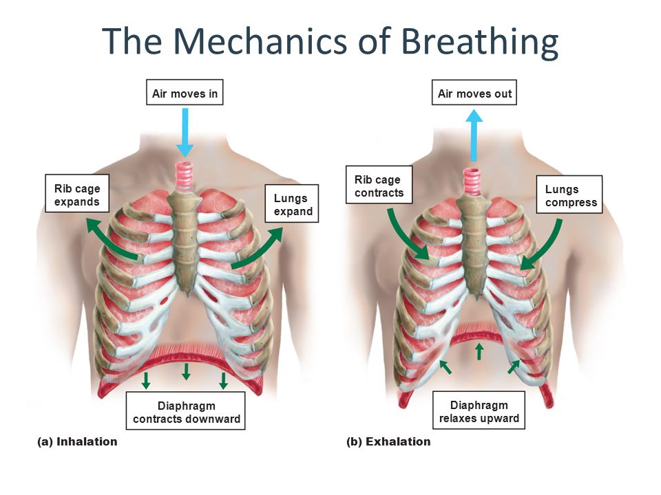 Mechanics Of Pulmonary Ventilation And Pressure Changes During Respiratory Cycle Science Online