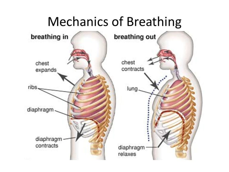 Mechanics of ventilation, Structures of Respiratory system and ...