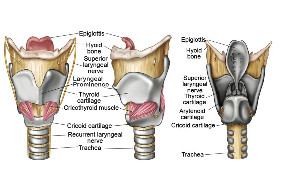 Larynx structure, function, cartilages, muscles, blood supply and vocal