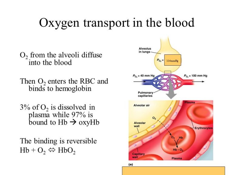 How Is Oxygen Transported Through The Body