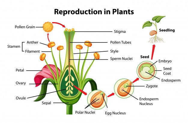 Asexual And Sexual Reproduction In Plants Pollination And Stages Of Fertilization Process In 5926