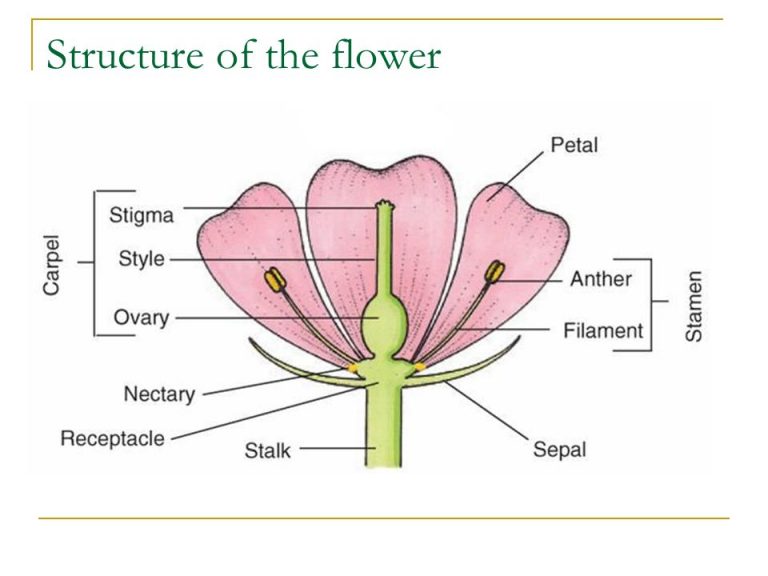 Types of reproduction in plants, Typical flowers, Structure and sex of ...