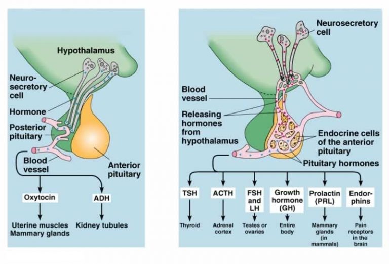 Anterior Pituitary Gland Function Hormones Location And Effects Of Growth Hormone Science Online 