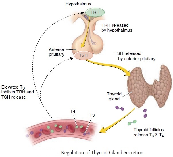 Regulation of Thyroid hormones secretion, Effects of Hyperthyroidism ...