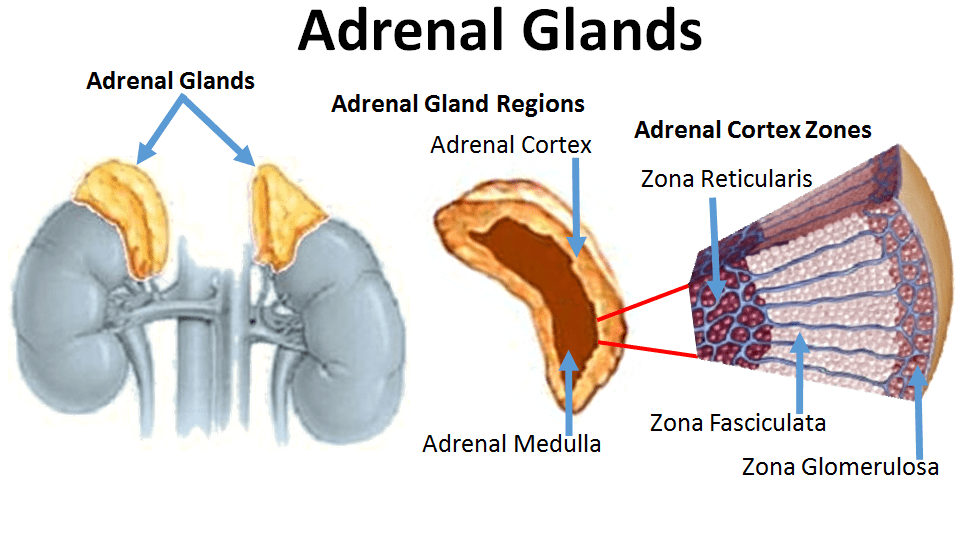 Suprarenal Adrenal Cortex Hormones Structure Function And Location