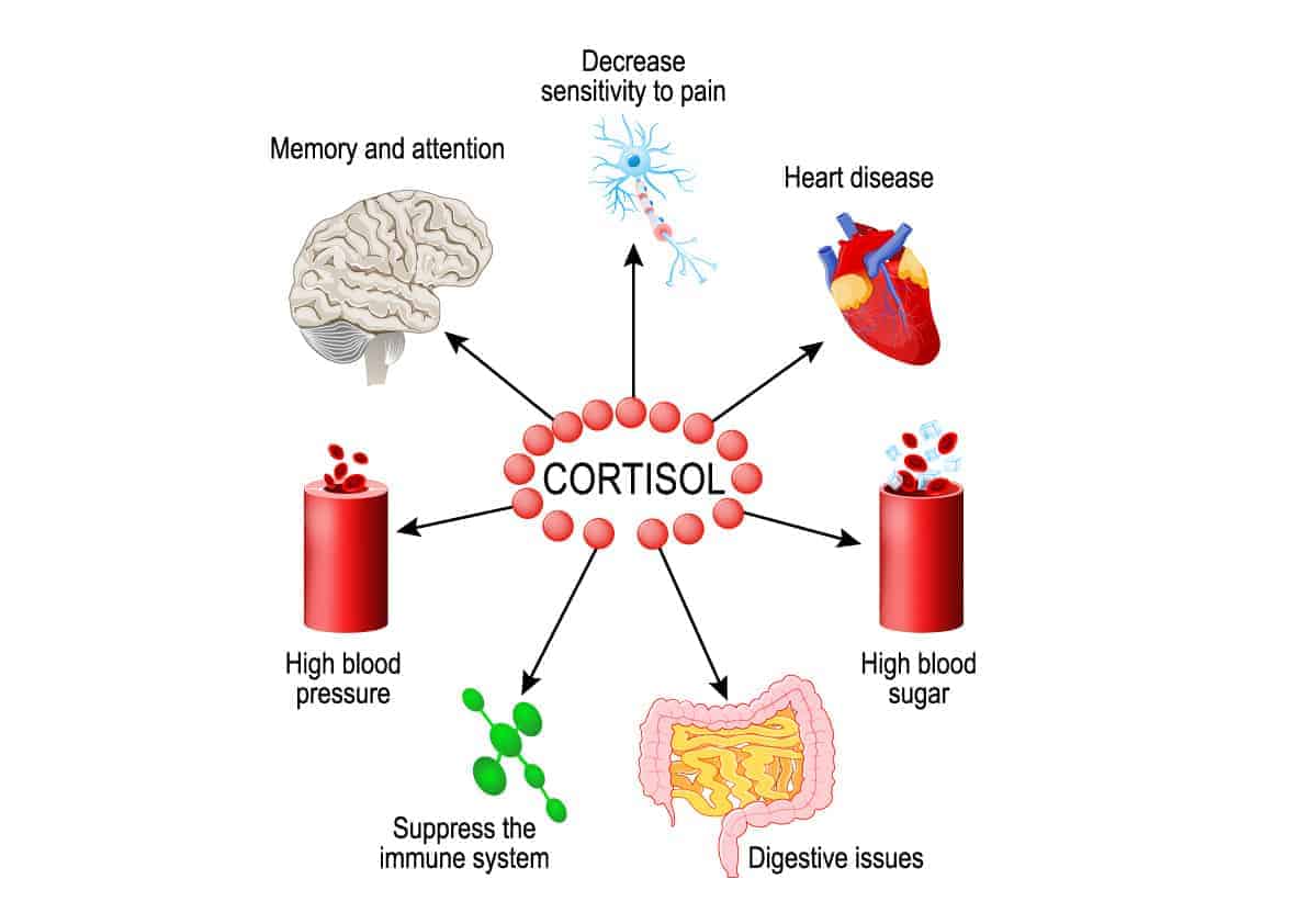 Glucocorticoid (cortisol) Function, Effects Of Cortisol On Skeletal ...