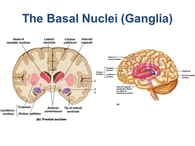 Anatomy of basal nuclei (basal ganglia) & Disorders of basal ganglia ...