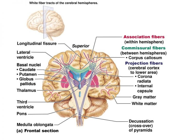 White matter of the brain function, structure and Blood supply of the ...