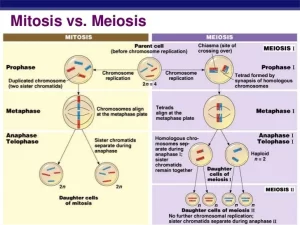 Cell division (Mitosis vs Meiosis)