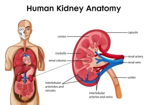 Human kidney anatomy