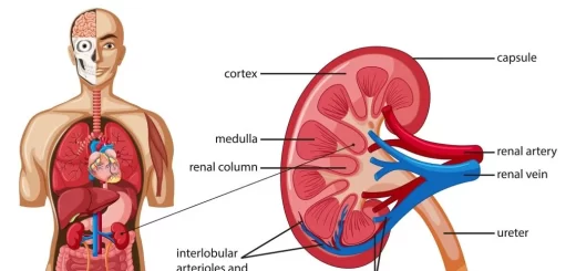 Human kidney anatomy