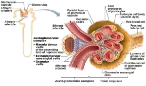 Juxtaglomerular apparatus