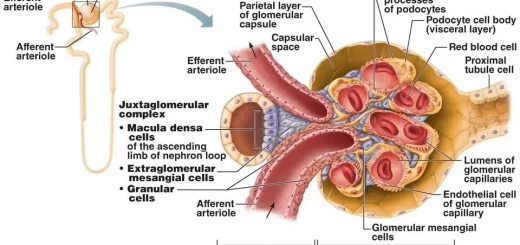 Juxtaglomerular apparatus