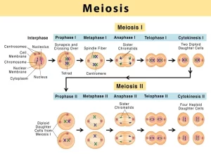 Phases of Meiotic cell division