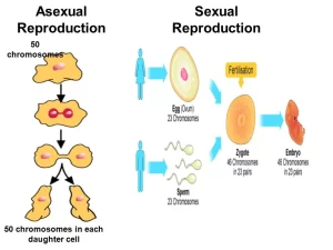 Sexual & Asexual reproduction