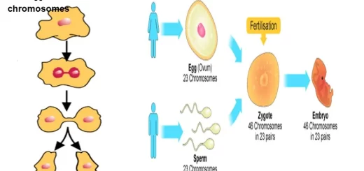 Sexual & Asexual reproduction