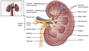 Structure of the kidney