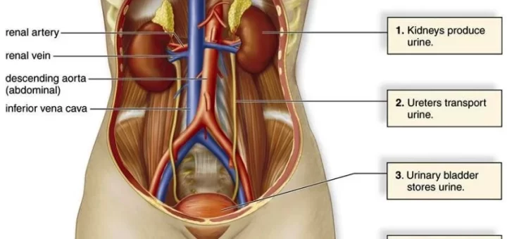 Urinary system structure