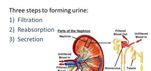 Urine formation