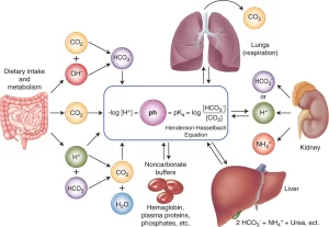 Acid-base balance