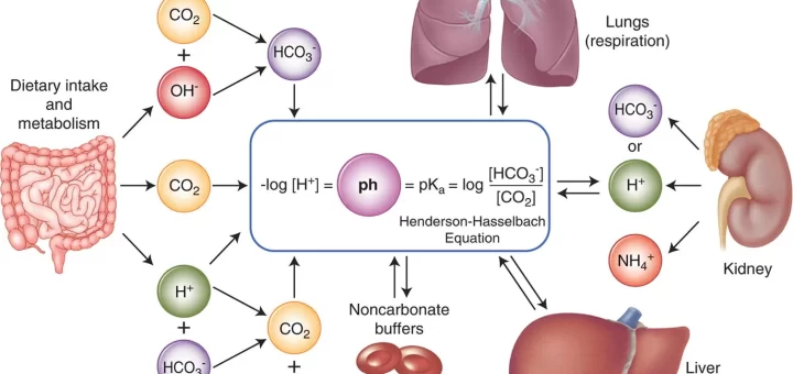 Acid-base balance