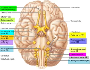 Cranial nerves