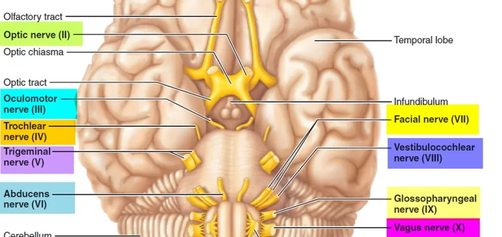 Cranial nerves