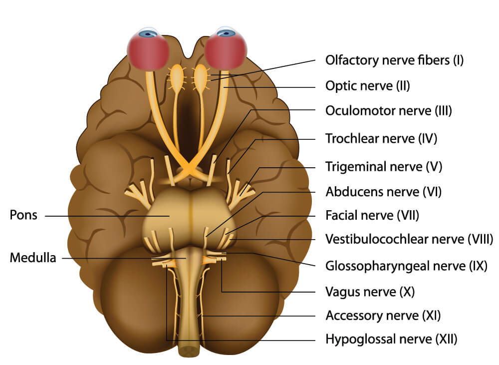 Branches Of The Vagus Nerve In The Neck Science Online 5102