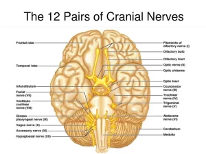 Cranial nerves