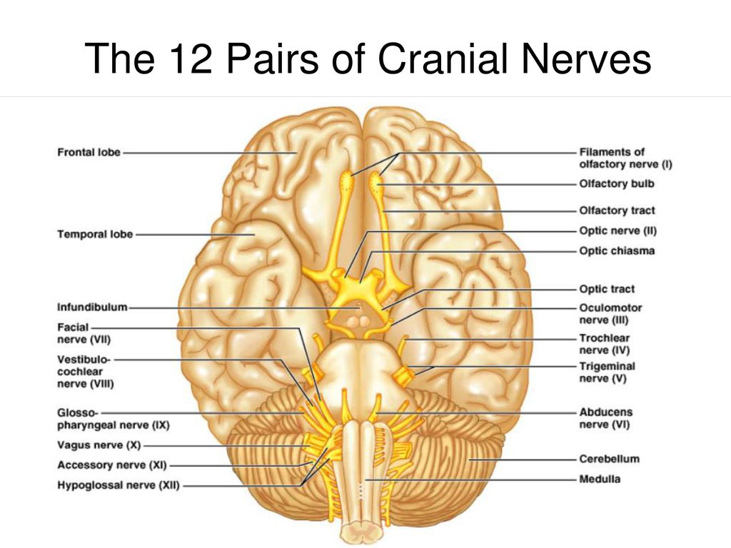 Cranial Nerves Anatomy Function Olfactory Optic Oculomotor Trochlear Trigeminal And