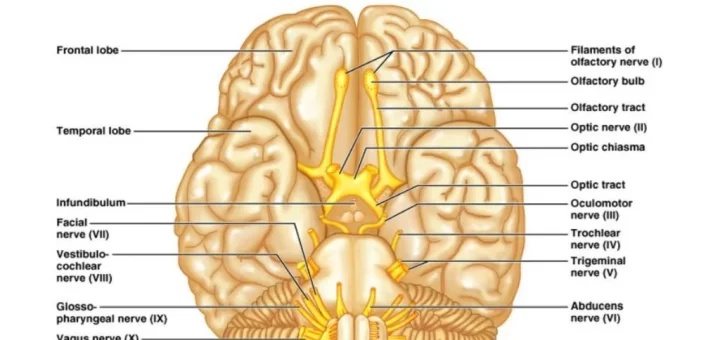 Cranial nerves