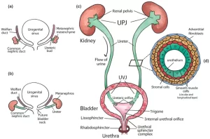 Development of the urinary system