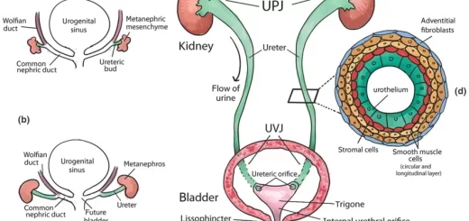 Development of the urinary system