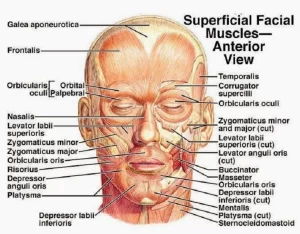 Facial muscles